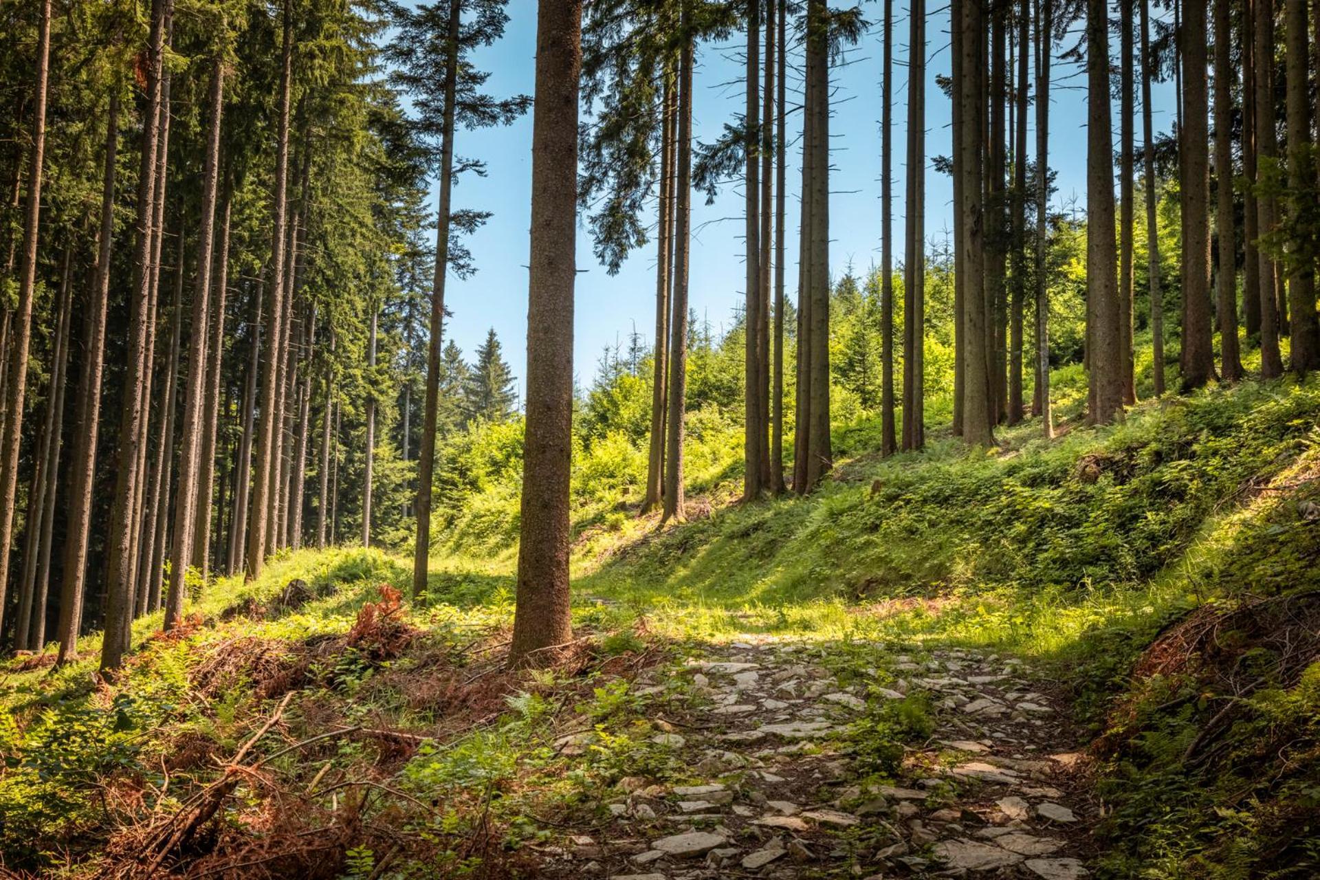 Ferienwohnung Angerlgut Sankt Koloman Bagian luar foto